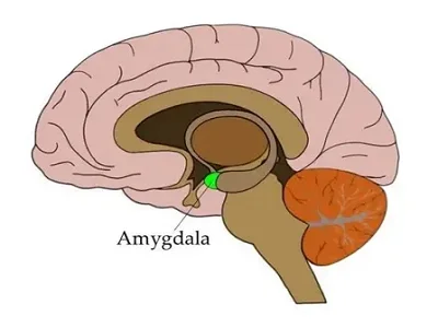 Amygdala: Gate Keeper For Your Thoughts