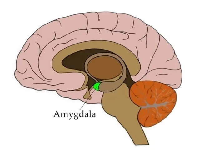 Read more about the article Amygdala : Gate Keeper For Your Thoughts