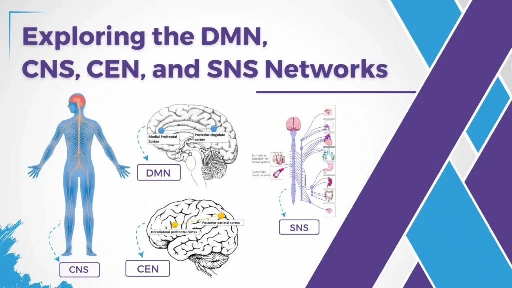 Read more about the article Exploring the DMN, CNS, CEN, and SNS Networks