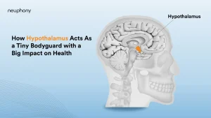 Read more about the article How Hypothalamus Acts As a tiny bodyguard with a big impact on health